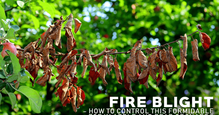 fire blight treatment for pear tree