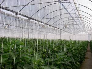 Hydroponically grown peppers in greenhouse